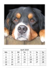 April_Berner Sennenhund.pdf